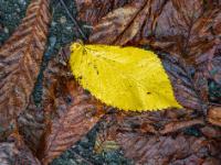 Gelbes Ulmenblatt auf nassen Kastanienblättern